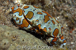 Harlequin crab. by Miguel Cortes 
